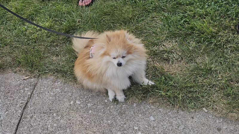 Crow Creek Dog Park - Bettendorf, IA
