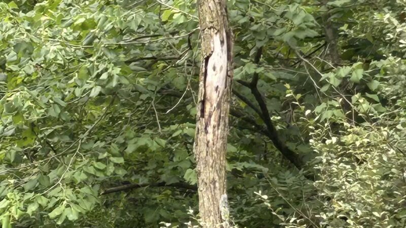 Crow Creek Dog Park - Bettendorf, IA
