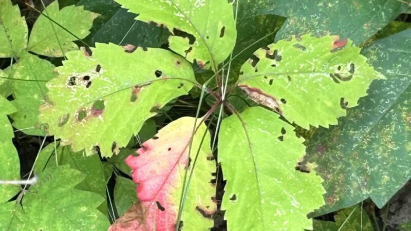 Crow Creek Dog Park - Bettendorf, IA