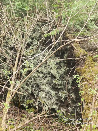 Luzerne Boardwalk for the shore to shore horseback and hiking trail. - Big Creek Township,