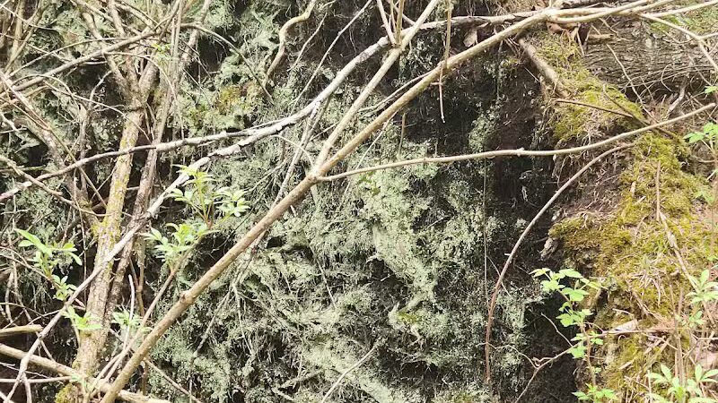 Luzerne Boardwalk for the shore to shore horseback and hiking trail. - Big Creek Township,