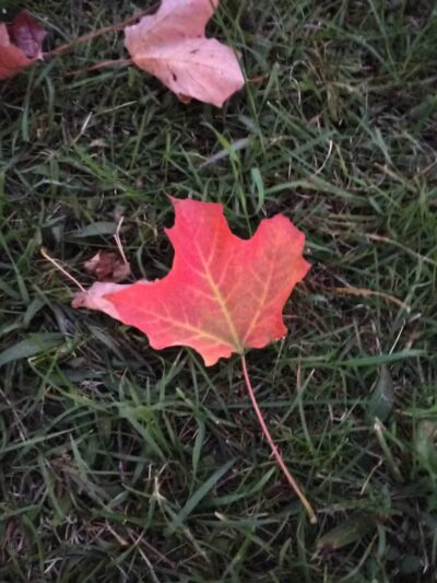 Brutus Dog Park - Big Rapids, MI