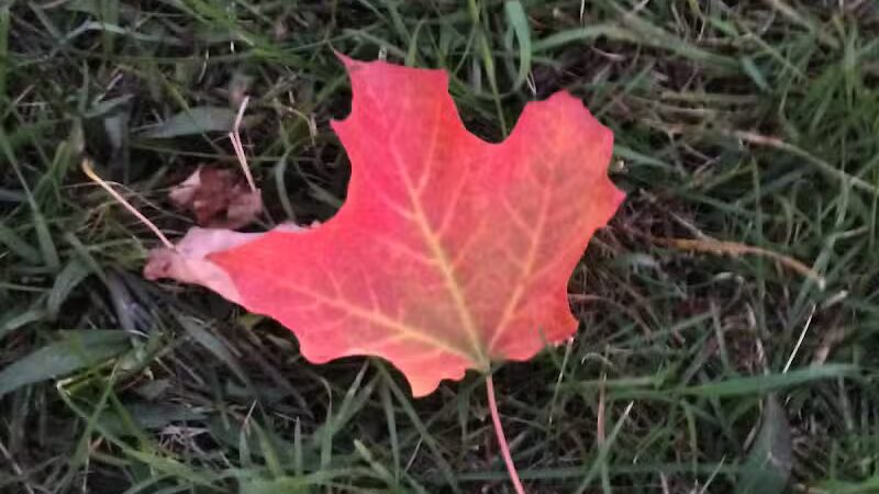 Brutus Dog Park - Big Rapids, MI