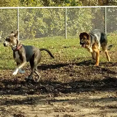 Brutus Dog Park - Big Rapids, MI
