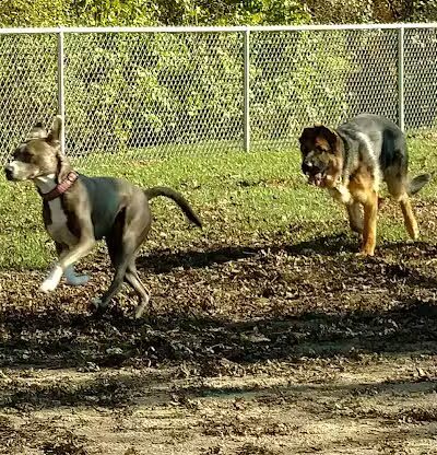 Brutus Dog Park - Big Rapids, MI