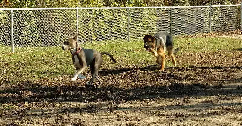 Brutus Dog Park - Big Rapids, MI