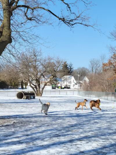 Brutus Dog Park - Big Rapids, MI