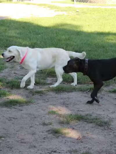 Brutus Dog Park - Big Rapids, MI