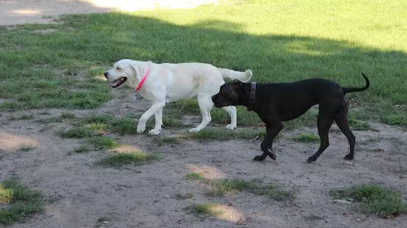 Brutus Dog Park - Big Rapids, MI