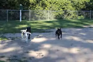 Brutus Dog Park - Big Rapids, MI