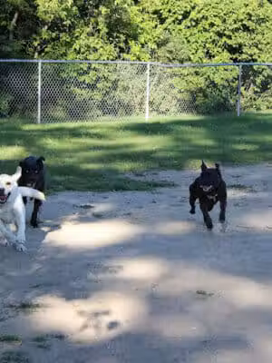 Brutus Dog Park - Big Rapids, MI
