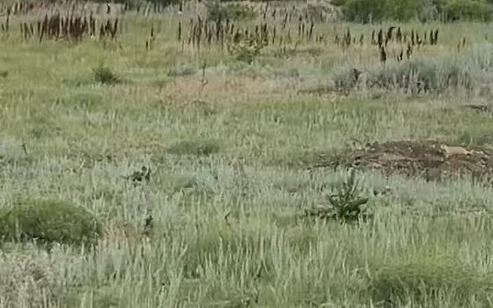 Greycliff Prairie Dog Town State Park - Big Timber, MT