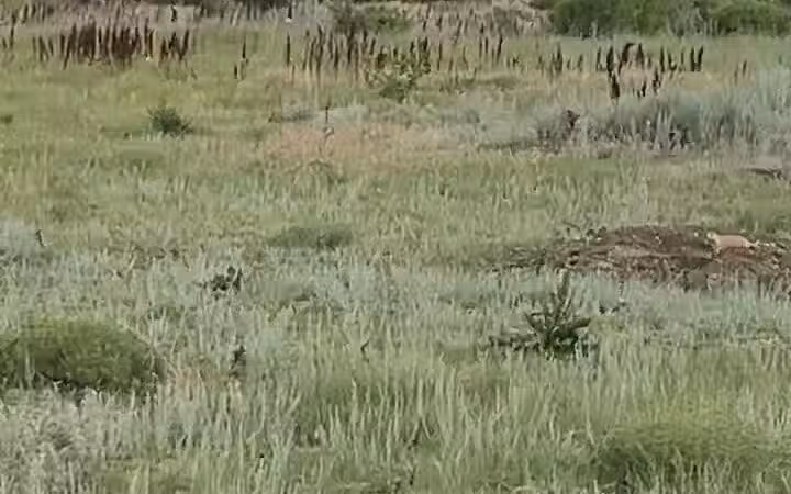 Greycliff Prairie Dog Town State Park - Big Timber, MT
