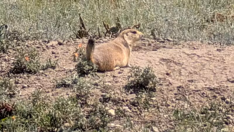 Greycliff Prairie Dog Town State Park - Big Timber, MT
