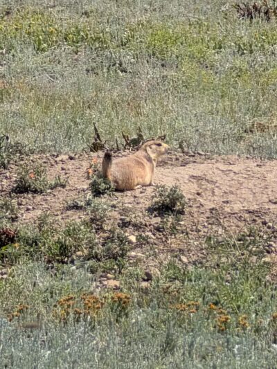 Greycliff Prairie Dog Town State Park - Big Timber, MT