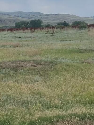 Greycliff Prairie Dog Town State Park - Big Timber, MT
