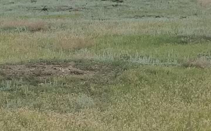 Greycliff Prairie Dog Town State Park - Big Timber, MT