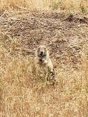 Greycliff Prairie Dog Town State Park - Big Timber, MT