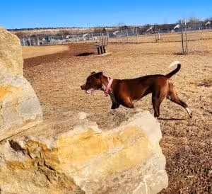 Centennial Dog Park - Billings, MT