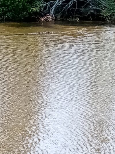 Pixie’s Memorial Dog Park of Hiller Park - Biloxi, MS