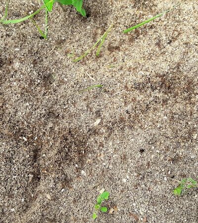 Pixie’s Memorial Dog Park of Hiller Park - Biloxi, MS