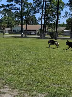 Popp’s Ferry Dog Park - Biloxi, MS