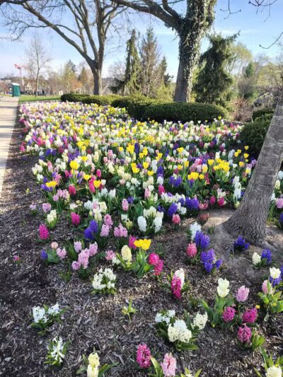 Barnum Park - Birmingham,