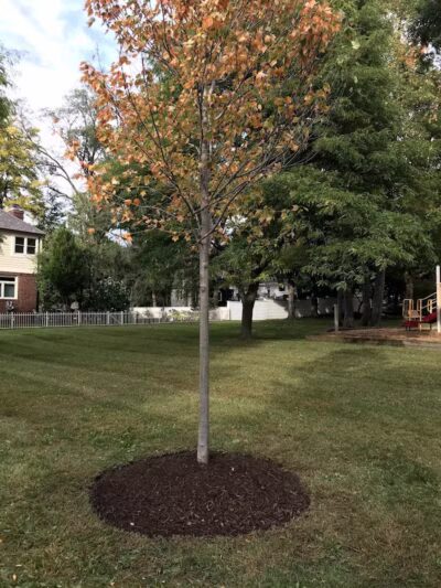 Crestview Park - Birmingham,