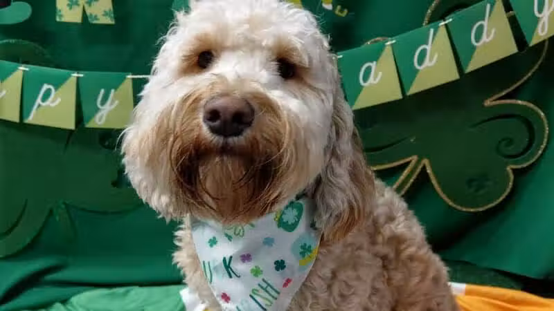 Dogtopia of Birmingham - Birmingham,