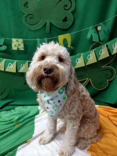 Dogtopia of Birmingham - Birmingham,