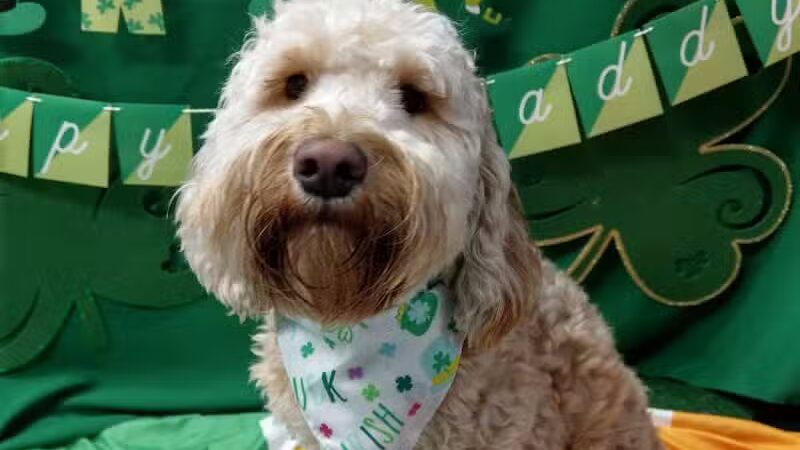 Dogtopia of Birmingham - Birmingham,