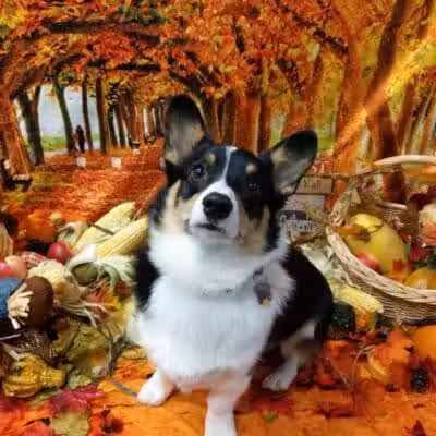 Dogtopia of Birmingham - Birmingham,