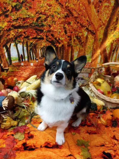 Dogtopia of Birmingham - Birmingham,