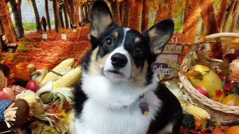 Dogtopia of Birmingham - Birmingham,