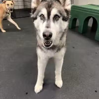 Dogtopia of Birmingham - Birmingham,