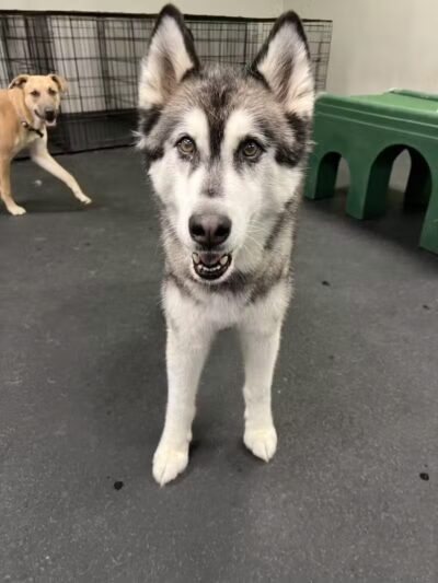 Dogtopia of Birmingham - Birmingham,