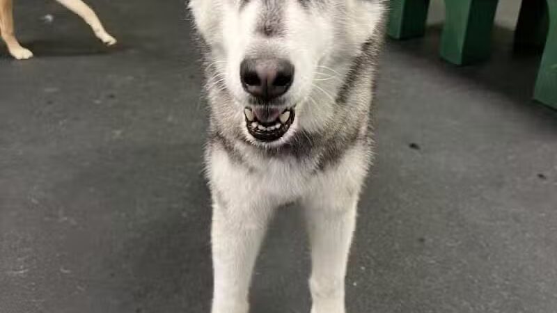 Dogtopia of Birmingham - Birmingham,