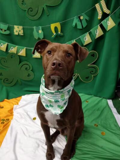 Dogtopia of Birmingham - Birmingham,