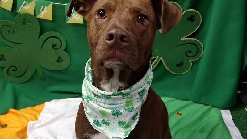 Dogtopia of Birmingham - Birmingham,