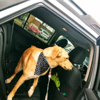 Dogtopia of Birmingham - Birmingham,