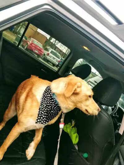 Dogtopia of Birmingham - Birmingham,