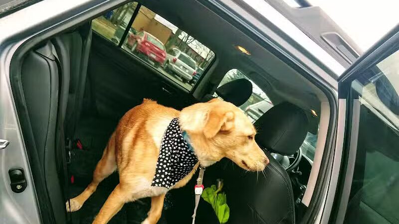 Dogtopia of Birmingham - Birmingham,