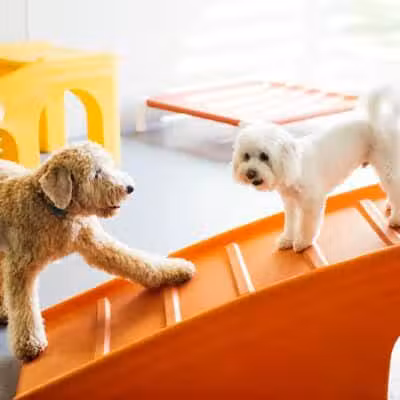 Dogtopia of Birmingham - Birmingham,
