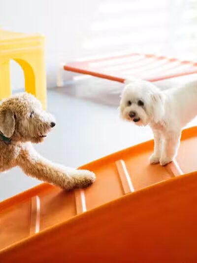 Dogtopia of Birmingham - Birmingham,