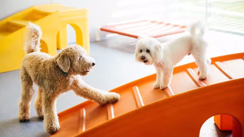 Dogtopia of Birmingham - Birmingham,