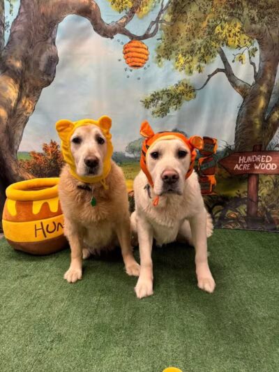 Dogtopia of Birmingham - Birmingham,