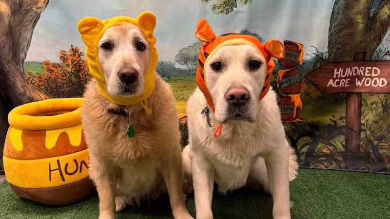 Dogtopia of Birmingham - Birmingham,