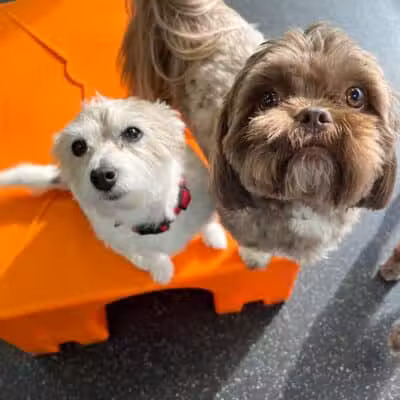 Dogtopia of Birmingham - Birmingham,
