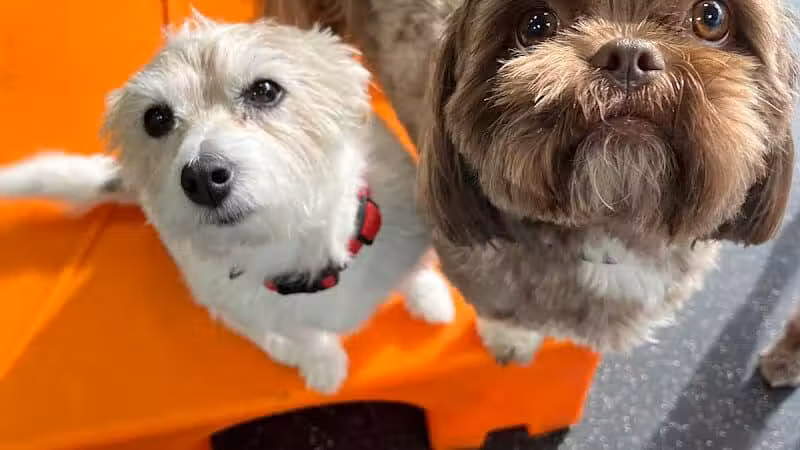 Dogtopia of Birmingham - Birmingham,