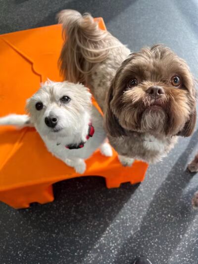 Dogtopia of Birmingham - Birmingham,